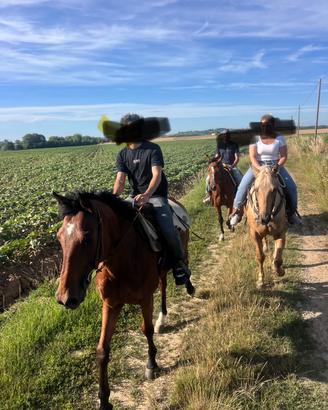 Cavallo