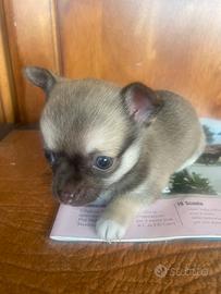 Chihuahua purissimi tre maschi taglia piccola