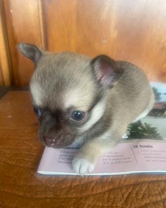 Chihuahua purissimi tre maschi taglia piccola