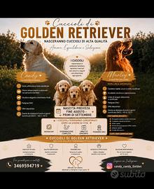 Stupenda cucciolata Golden Retriever