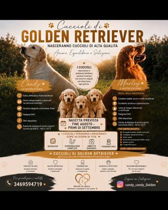 Stupenda cucciolata Golden Retriever