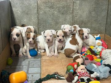 American bulldog