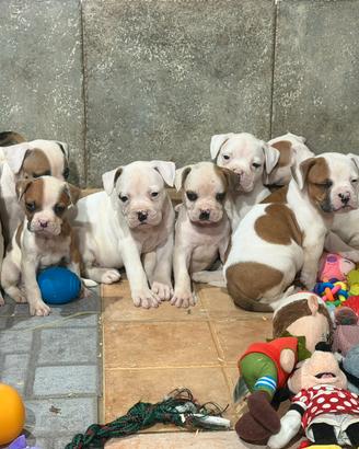 American bulldog