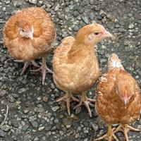 Pulcinotti ovaioli o carne