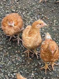 Pulcinotti ovaioli o carne