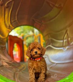 Barboncino mini maschio