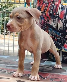 Pitbull 
