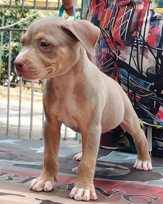 Pitbull 