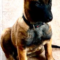 Cucciole di Pastore Belga