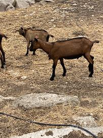 Becco Camosciato delle Alpi
