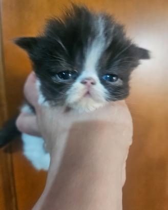 Gatto persiano femmina nero/bianco