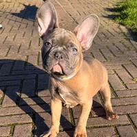 Ultimo Bulldog Francese 3 mesi