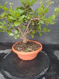 bonsai leccio