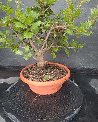 bonsai leccio