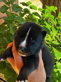 Cuccioli siberian husky