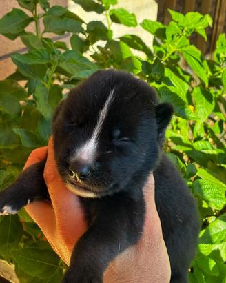 Cuccioli siberian husky