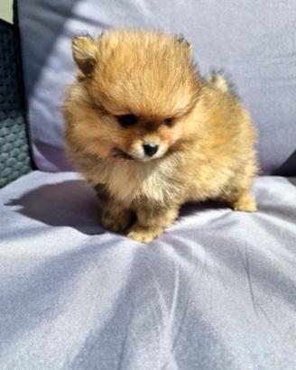 Cuccioli di spitz pomerania