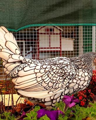 Galline ornamentali