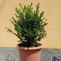 Piantine Bosso comune