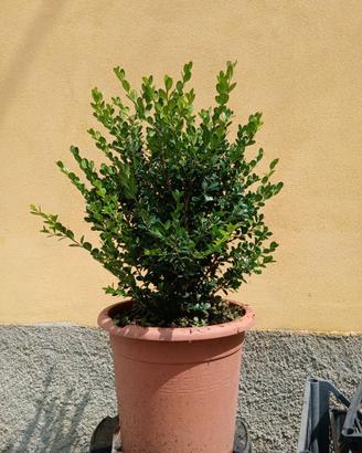 Piantine Bosso comune
