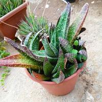 pianta aloe