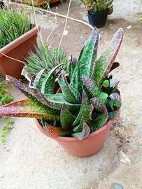 pianta aloe