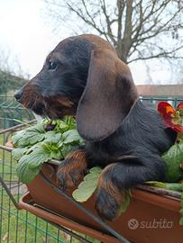 Bassotto pelo duro Cucciola per Natale