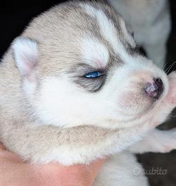 Cuccioli di Siberian husky