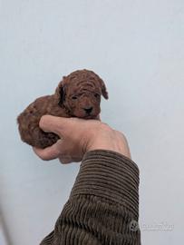 Barboncino mini Toy Red Brown