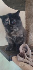 gatto persiano, incroccio 