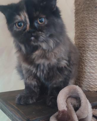 gatto persiano, incroccio 
