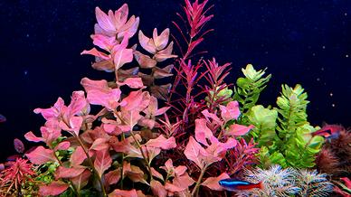 potature piante acquatiche 