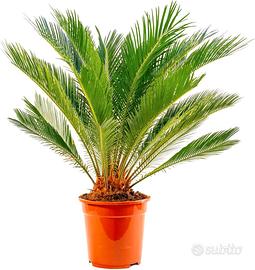 Cycas e altre piante