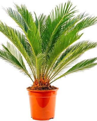 Cycas e altre piante