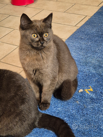 Maschio Scottish Stright Cinamon Colourpoint