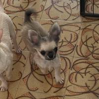 Chihuahua