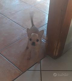 chihuahua  mini mini