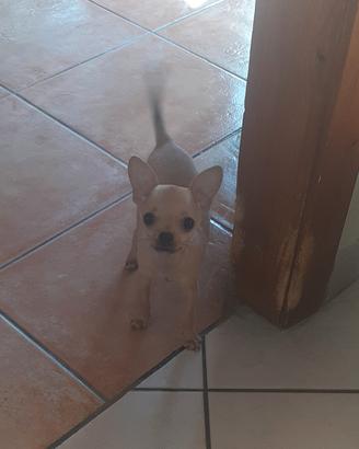 chihuahua  mini mini