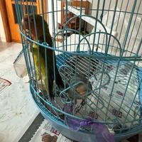 Inseparabili azzurro e verde