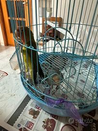 Inseparabili azzurro e verde