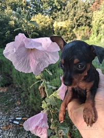 Pinscher nani