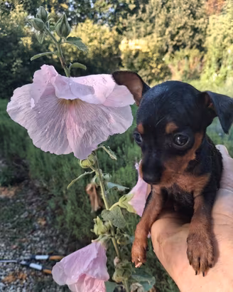 Pinscher nani