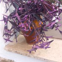 Pianta della felicità 