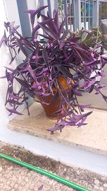 Pianta della felicità 