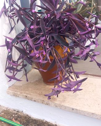 Pianta della felicità 