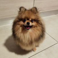 Volpino Pomerania Pedigree COMPAGNIA/RIPRODUZIONE