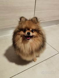 Volpino Pomerania Pedigree COMPAGNIA/RIPRODUZIONE