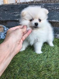Pomeriana White girl Spitz Toy da borsetta