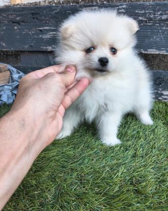 Pomeriana White girl Spitz Toy da borsetta