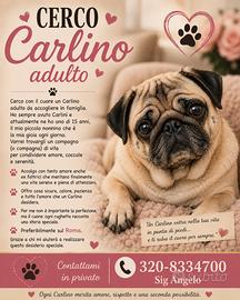 Carlino adulto